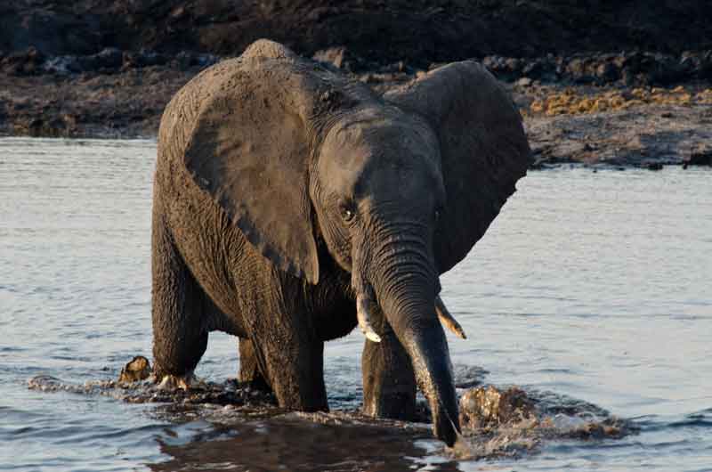 18 - Botswana - elefante - parque nacional de Chobe